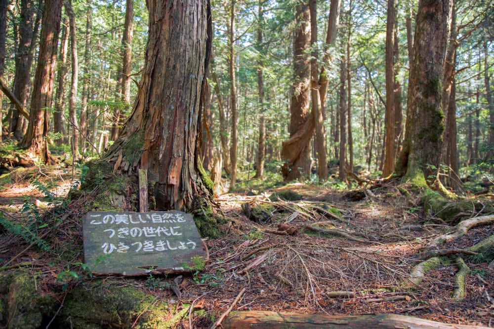 Jarang Diliput Media! 7 Fakta Tentang Hutan Bunuh Diri di Jepang, Auto Merinding Gan