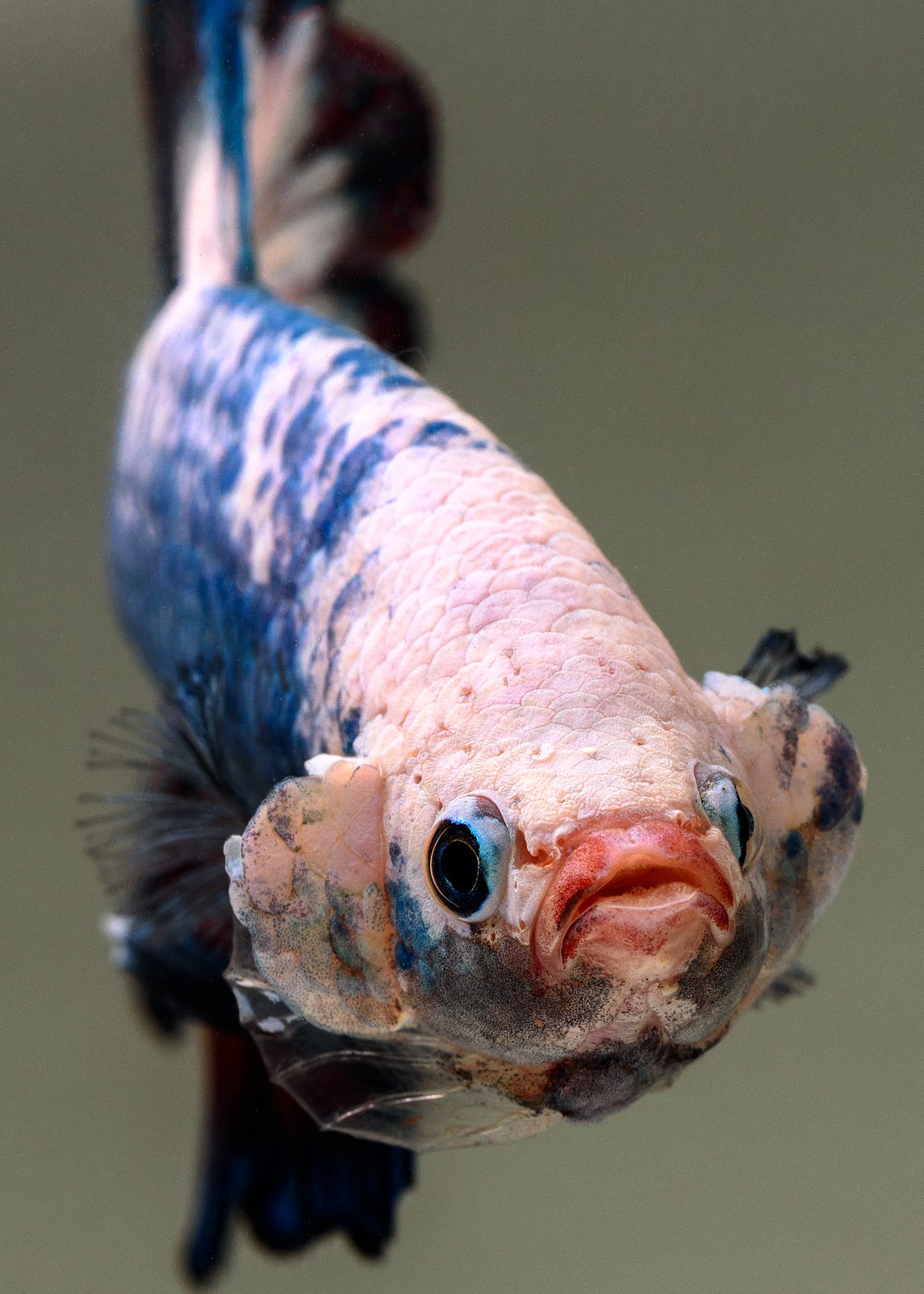 alun-alun-nikonian---part-14