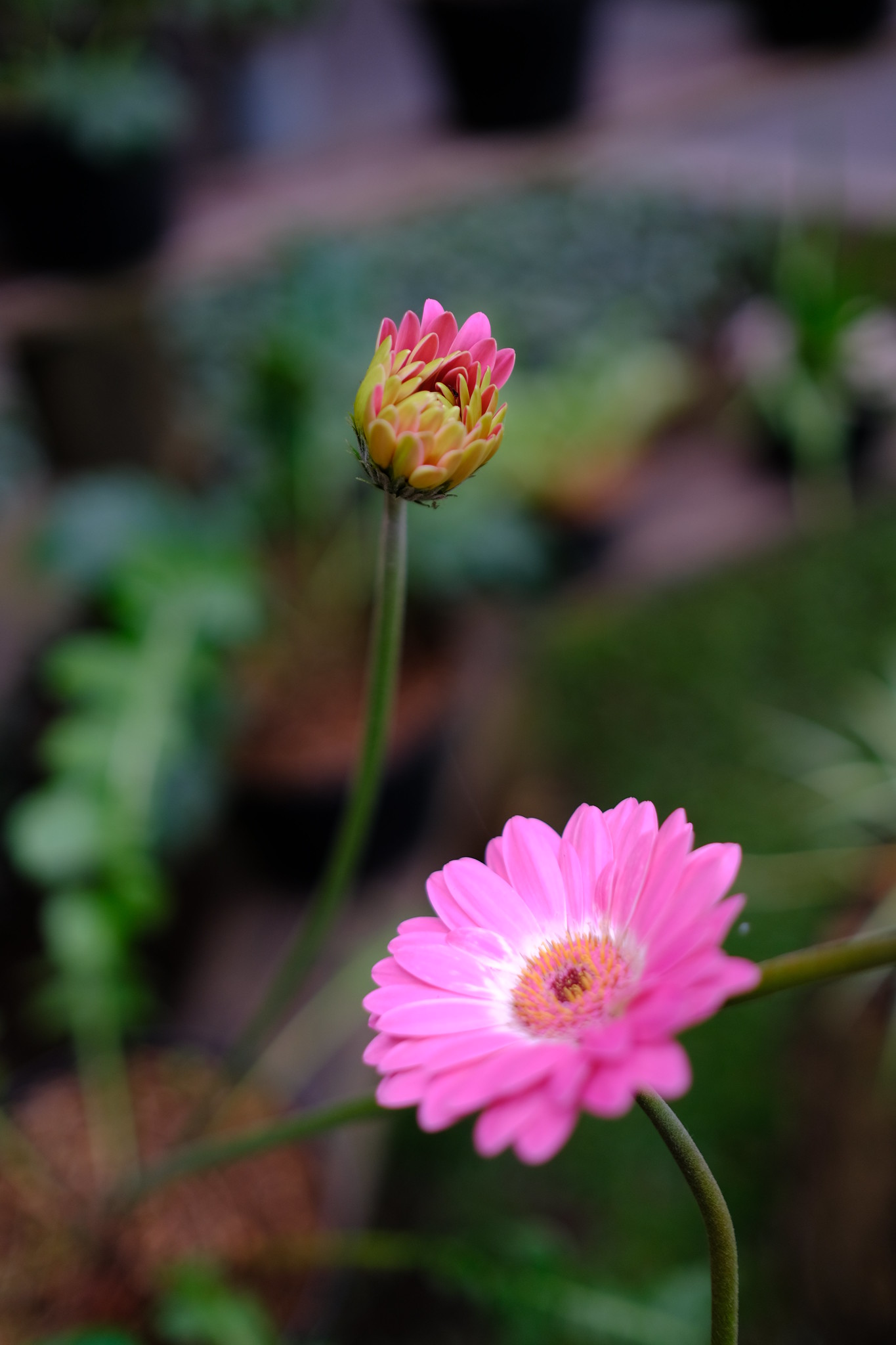 Review Fujifilm X-Pro3