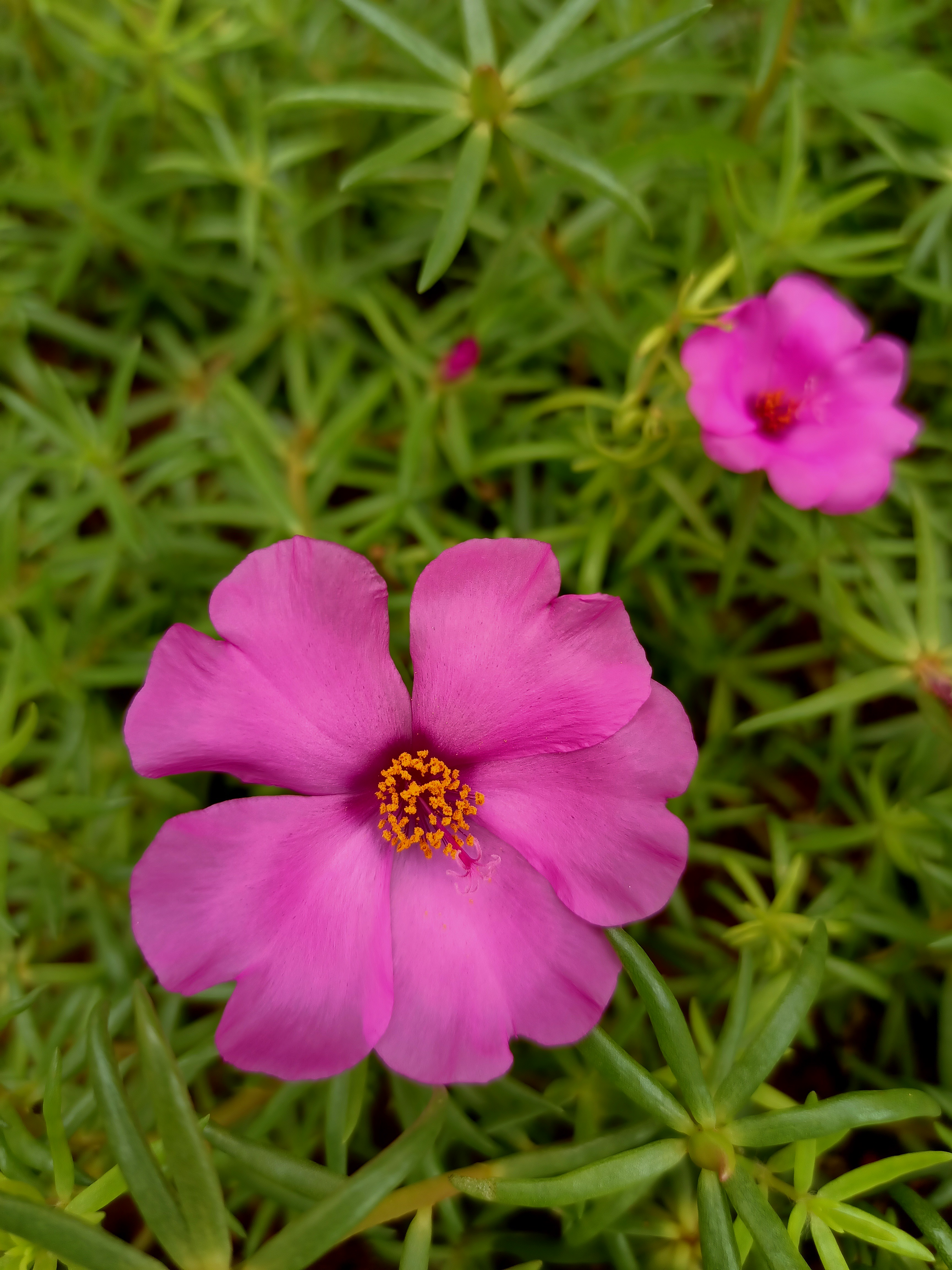 Review OPPO Reno3 Pro, Smartphone Pertama dengan Chipset MediaTek Helio P95
