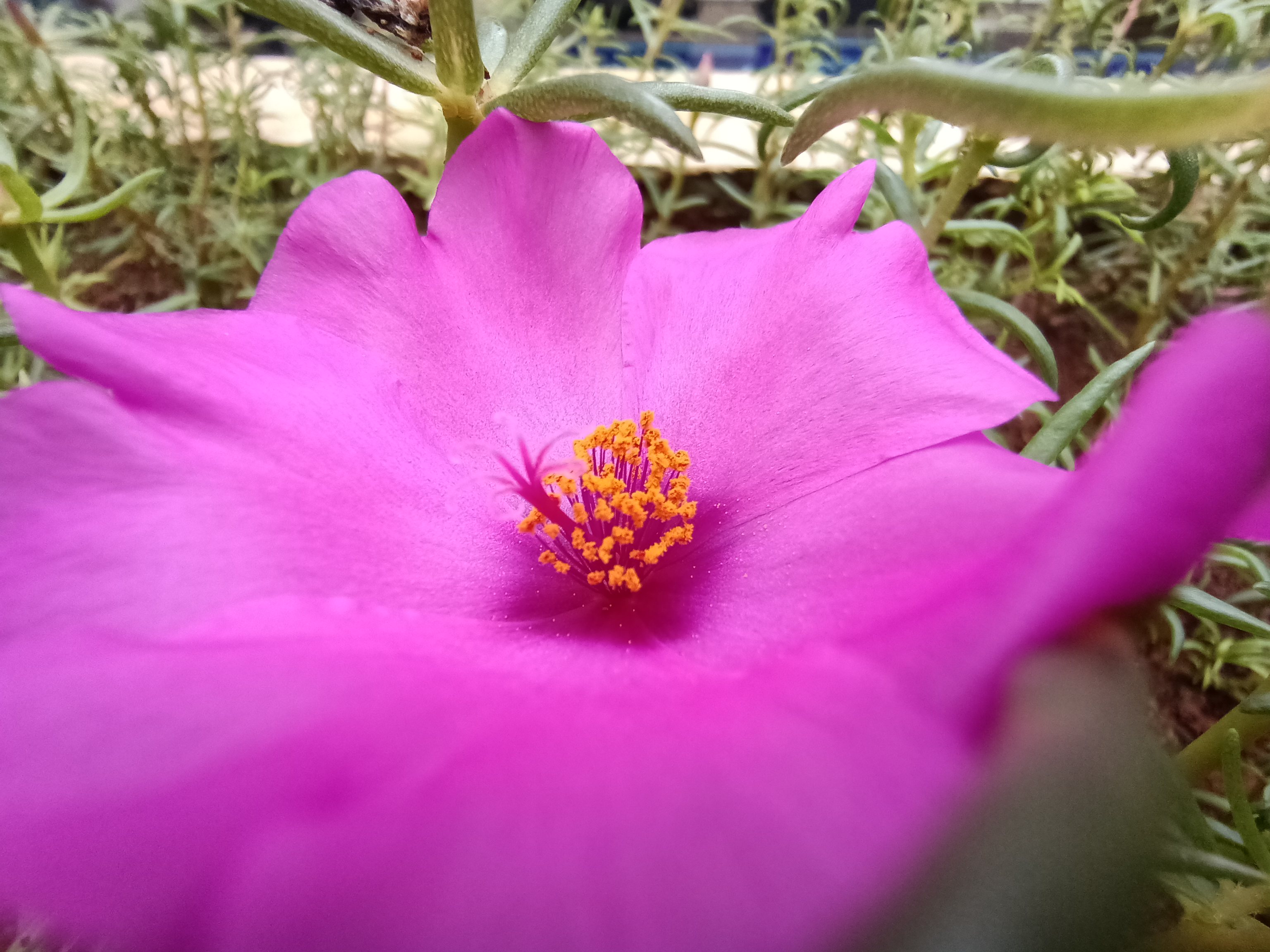 Review OPPO Reno3 Pro, Smartphone Pertama dengan Chipset MediaTek Helio P95