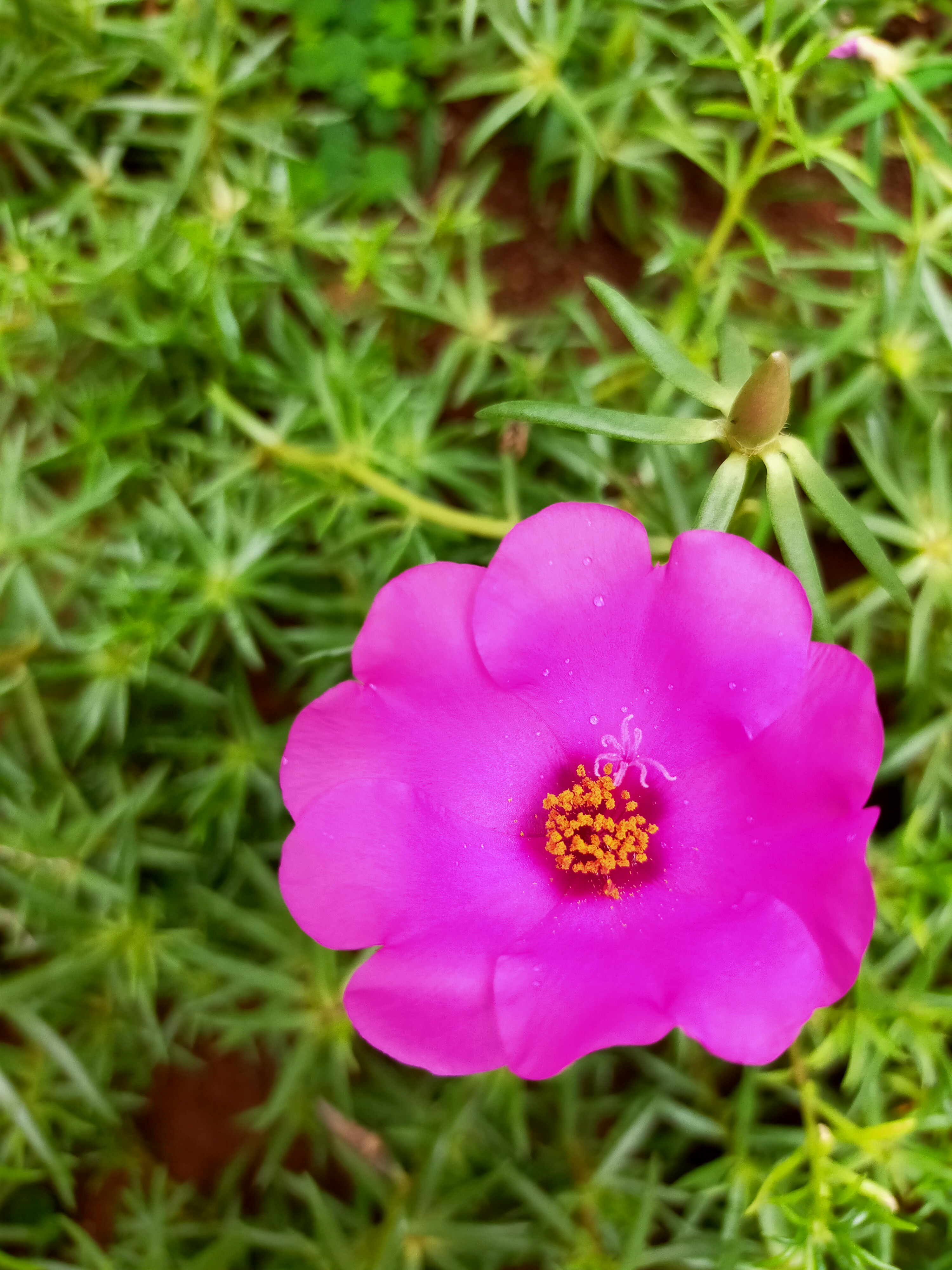 Review OPPO A92