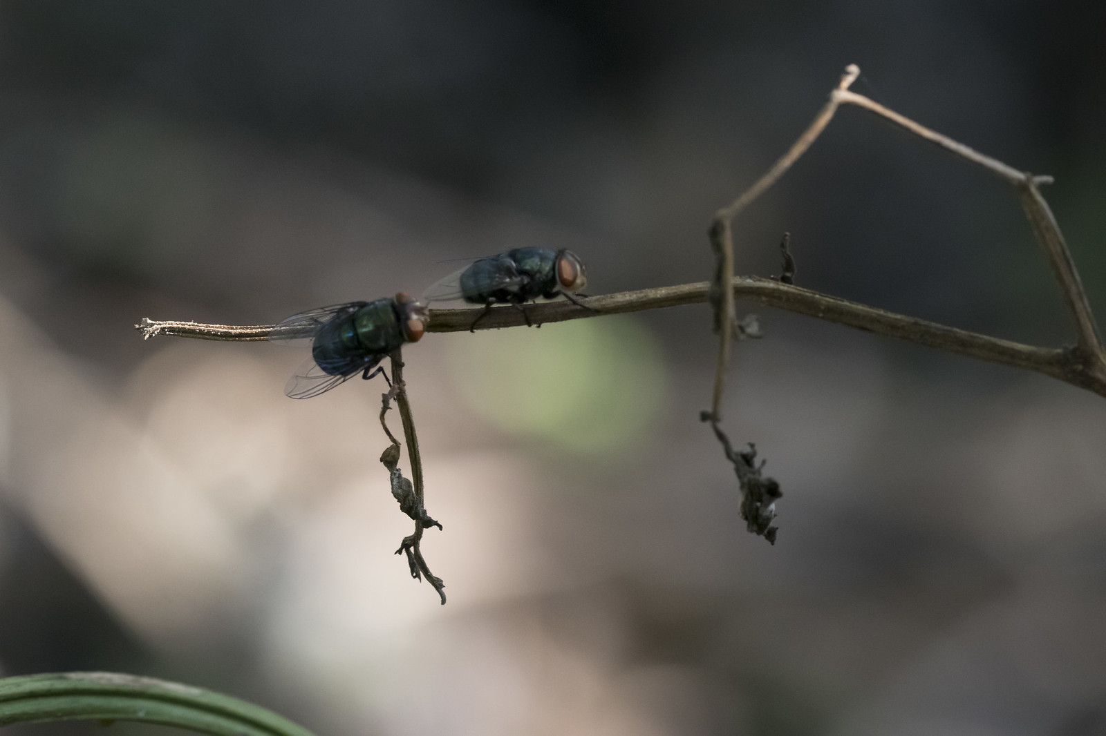 tips-dan-trick-macro-photography-aslinyalo