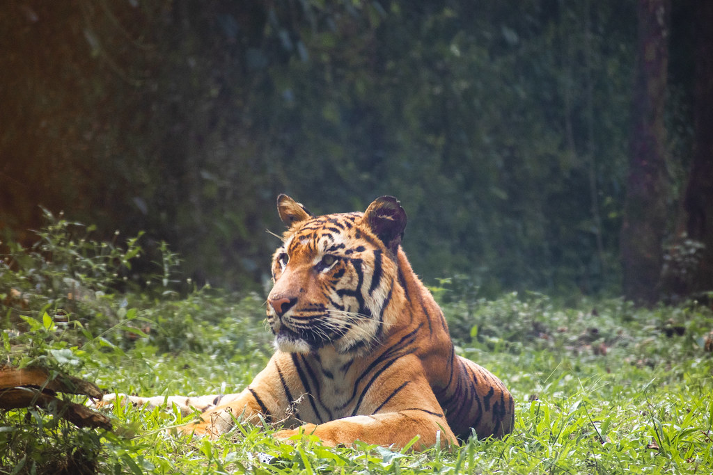 kampung-canoners-reborn