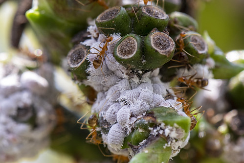 tips-dan-trick-macro-photography-aslinyalo