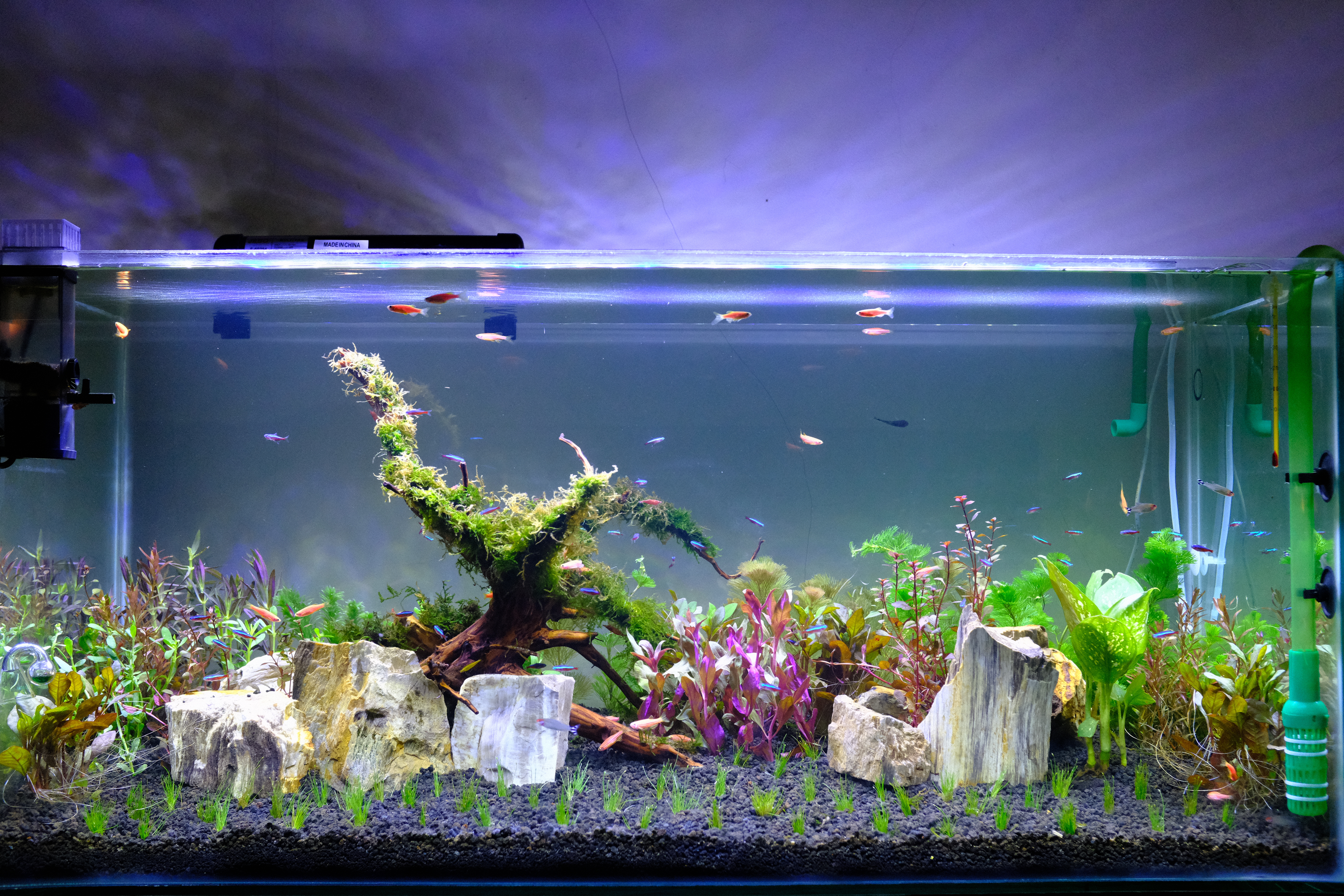 aquascape-for-everyone-learning-and-sharing---part-4