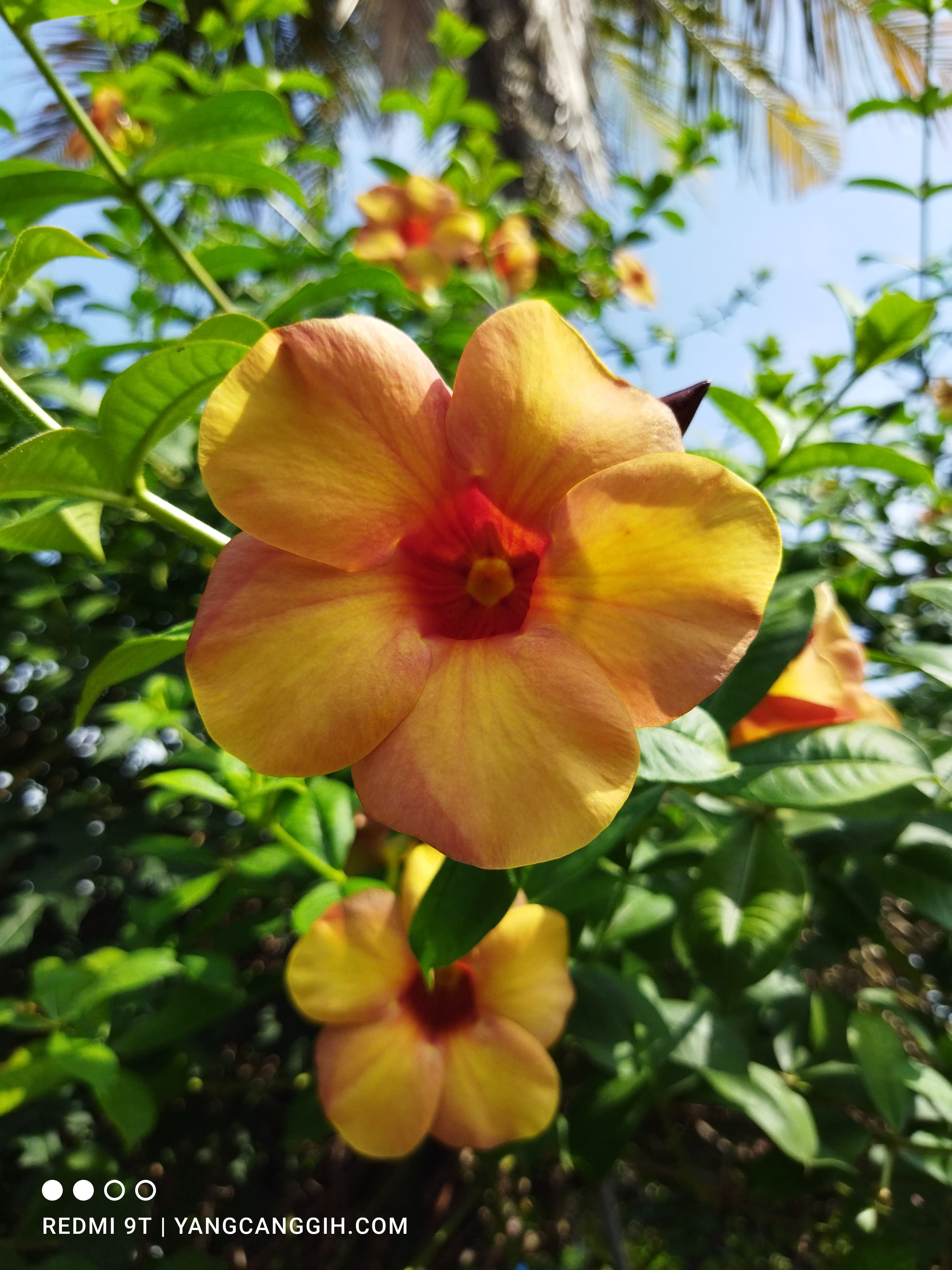 Review Xiaomi Redmi 9T