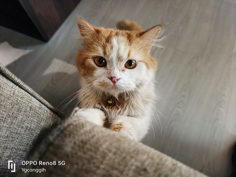 Review OPPO Reno8 5G