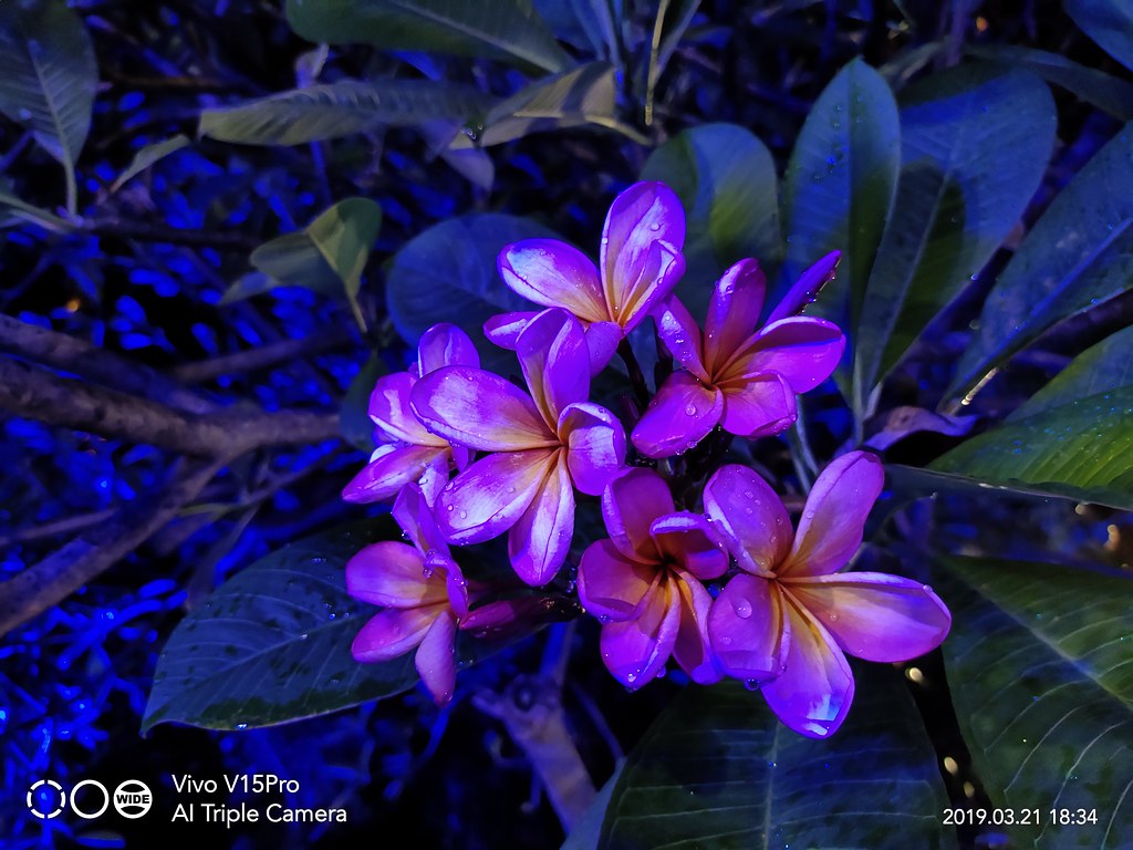 Review Vivo V15 Pro: Performa Kencang Snapdragon 675, Kamera Didukung Night Mode
