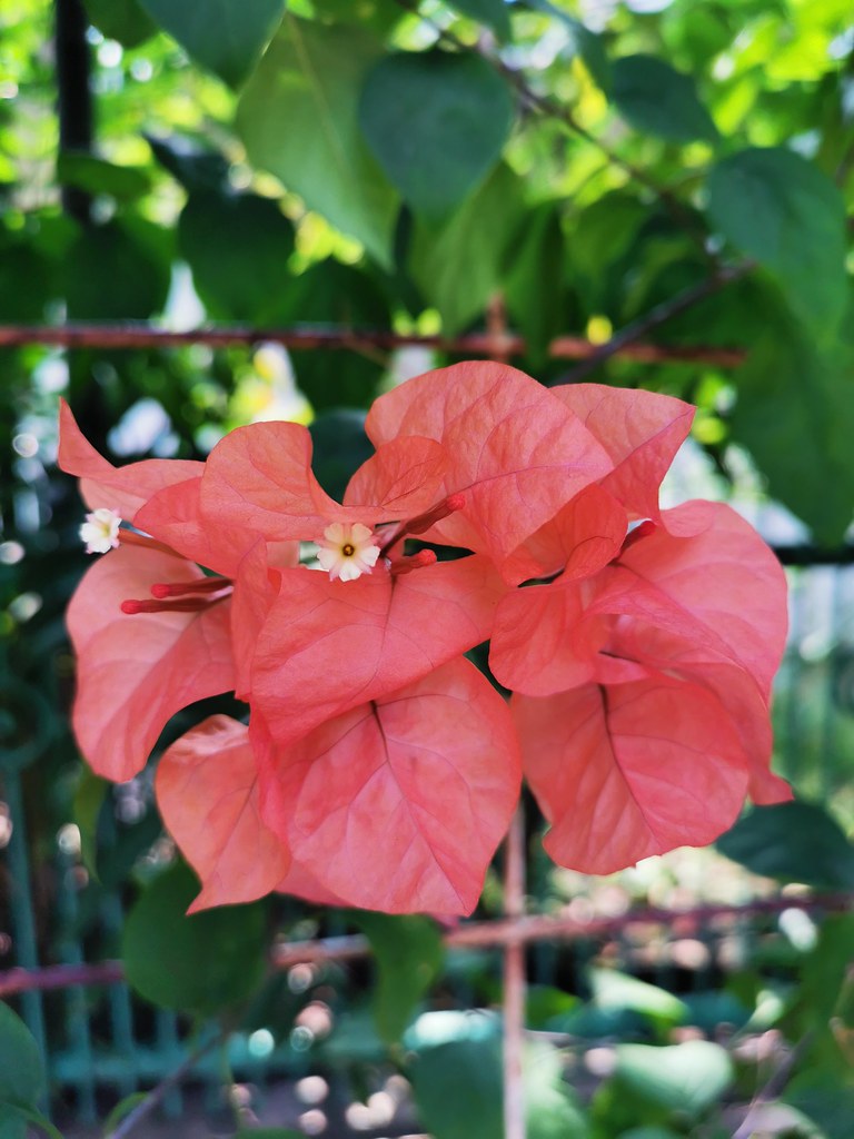 Review Kamera Huawei P30: Buah Kerjasama Huawei & Leica untuk Mobile Photography