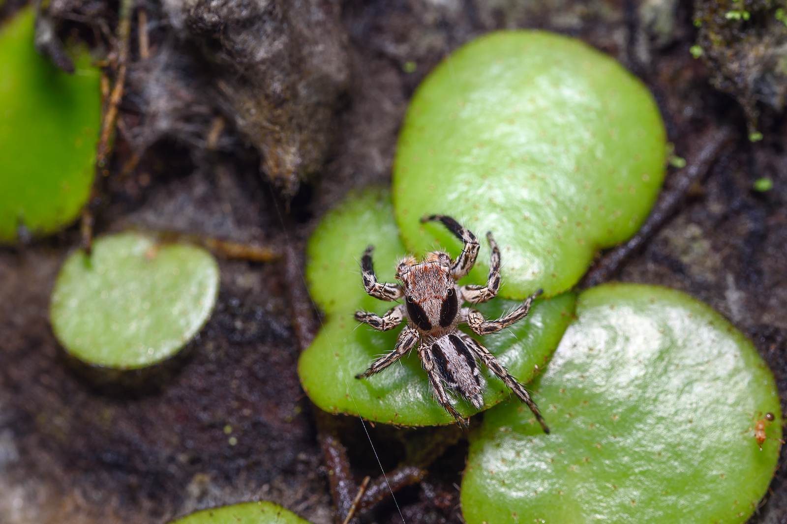 alun-alun-nikonian---part-14