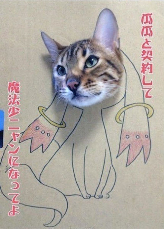 Cosplay Cat