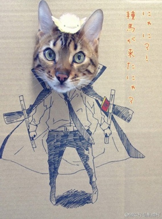 Cosplay Cat