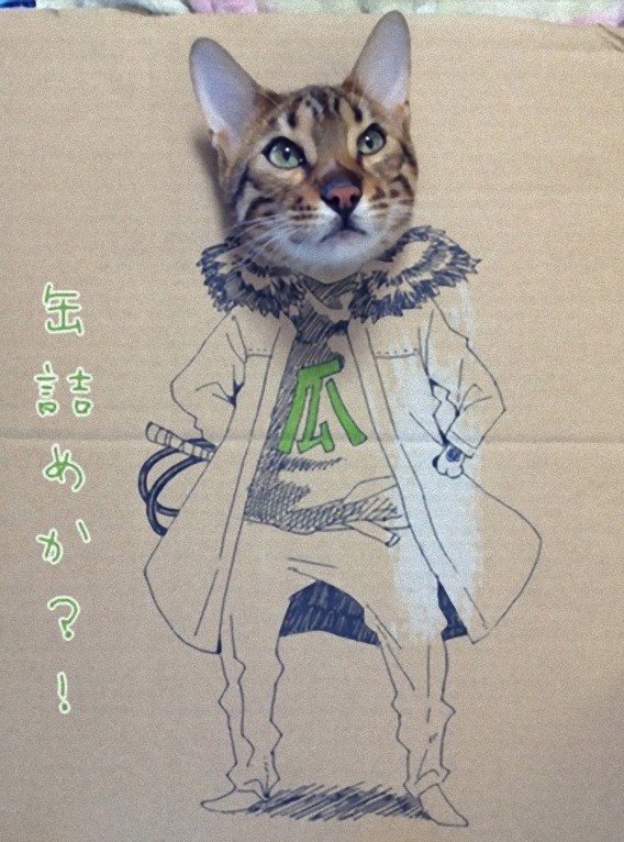 Cosplay Cat