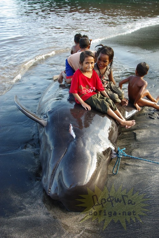 sadis-jepang-pembantai-lumba-lumba--paus-terbesar-di-dunia-bener2-mengerikan