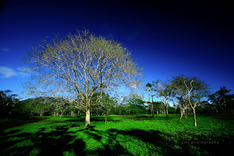 Nuansa Afrika di Ujung Timur Pulau Jawa