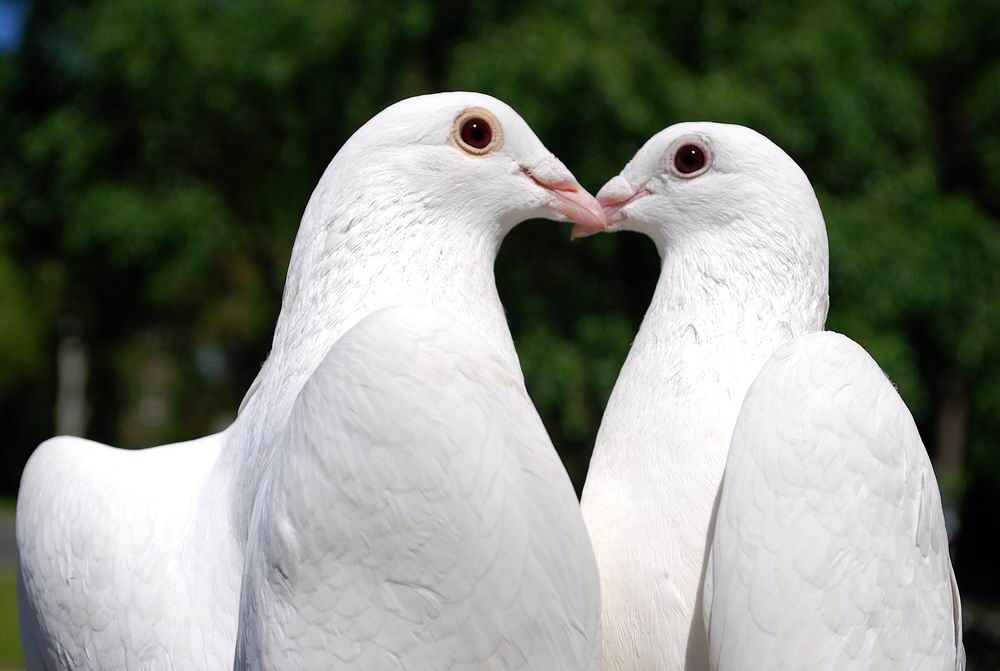 5 Alasan mengapa merpati menjadi simbol kesetiaan