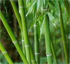 DAHSYATNYA MAKNA YANG BISA KITA PEROLEH DARI POHON BAMBU { MASUK GAN &#93;