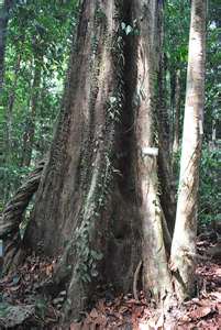 (Full Pic) Pohon Ulin, Pohon Terbesar dan Tertua di Indonesia