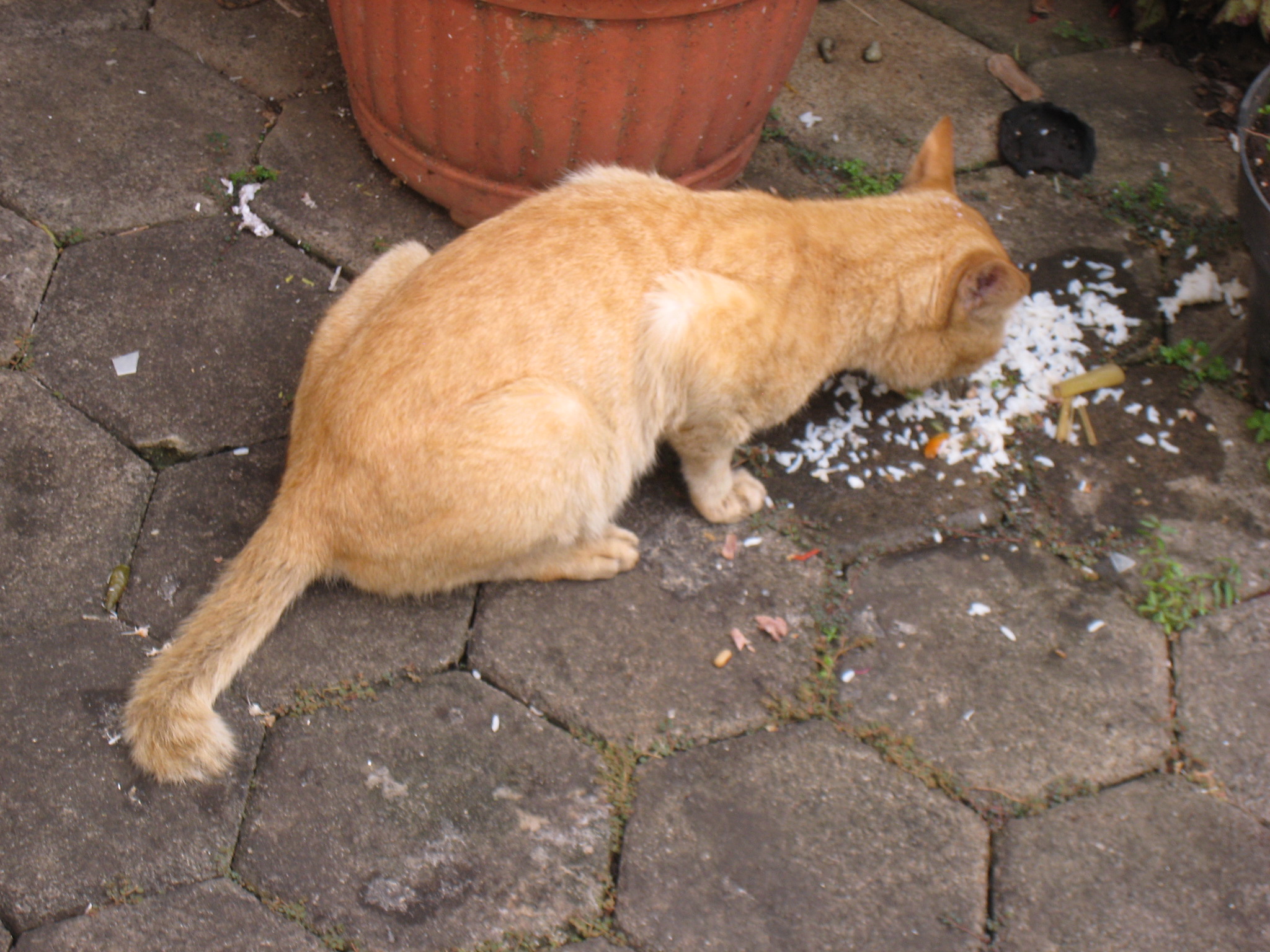 &#91;SHARE&#93; Suka Duka Memelihara Kucing Kampung