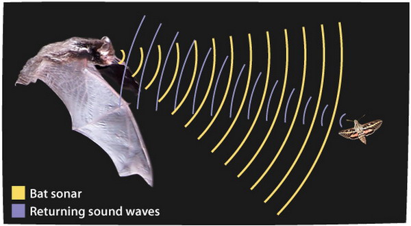 Mengenal 2 Hewan yang Jarang Diketahui Dapat Mendengar Suara Ultrasonik