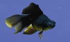 All about Ikan Maskoki