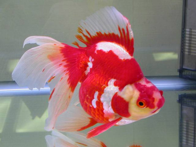 All about Ikan Maskoki