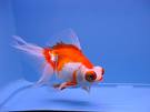 All about Ikan Maskoki