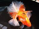 All about Ikan Maskoki