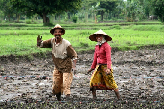 Fakta pertanian Indonesia