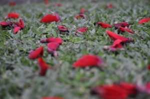 Pohon Dadap Merah Yang Khasiatnya
