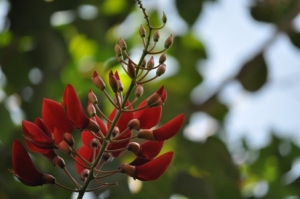 Pohon Dadap Merah Yang Khasiatnya