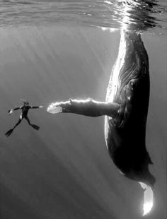 mengenal-paus-biru-blue-whale