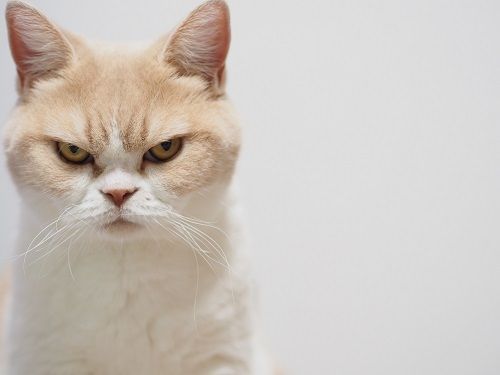 Ekspresi kucing yang mengagumkan