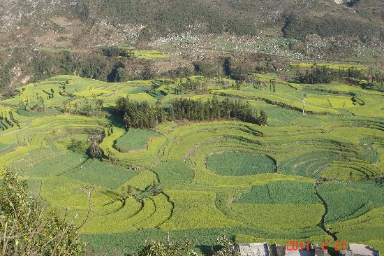 Lautan Kuning di Tengah Pedesaan China