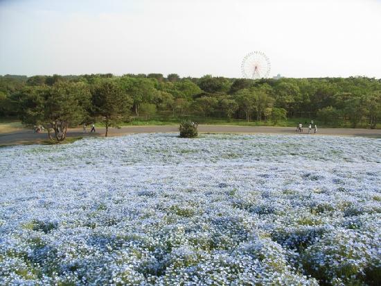 &#91;WoooW&#93; Hitachi Seaside Park, Surga Langit Di Atas Tanah