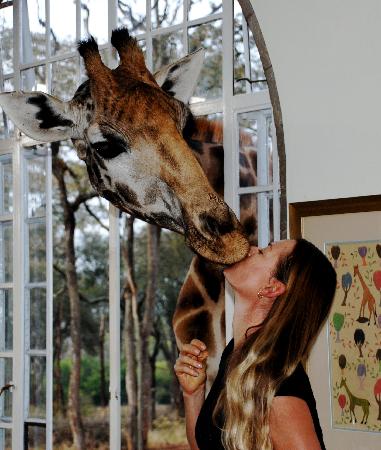 Giraffe Manor, Hotel Jerapah Unik di Kenya!
