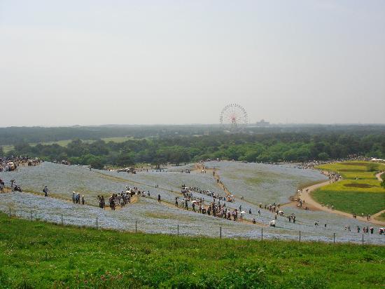 &#91;WoooW&#93; Hitachi Seaside Park, Surga Langit Di Atas Tanah