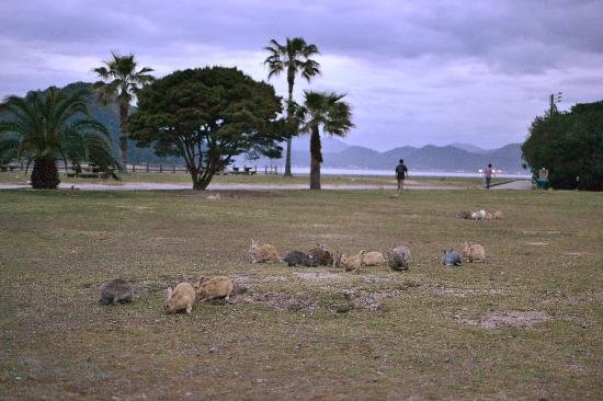 Pulau Okunoshima, Pulau Yang Di Huni Ribuan Kelinci