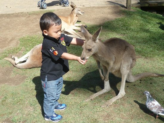Selfie Bersama Kanguru di Currumbin Wildlife Sanctuary