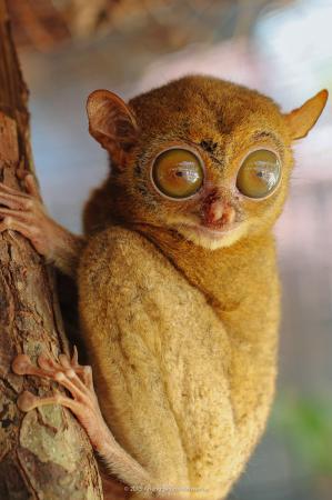 keunikan-tarsius-primata-purba