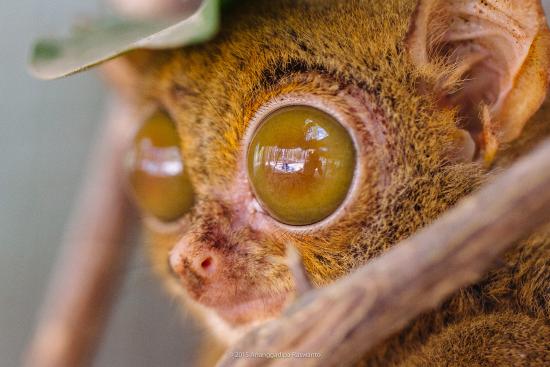 Keunikan tarsius (primata purba)