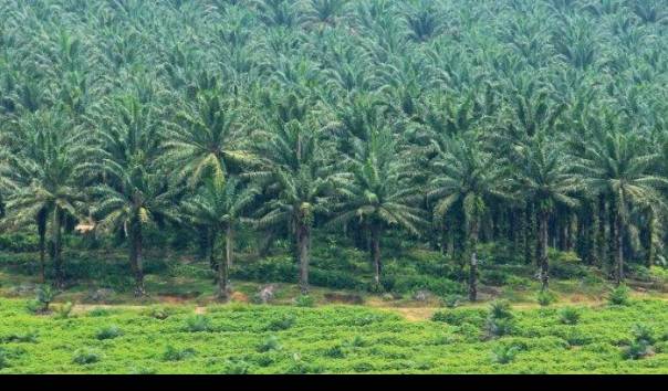 Ini 3 Konglomerat Sawit RI yang Pilih Berkantor Pusat di Singapura