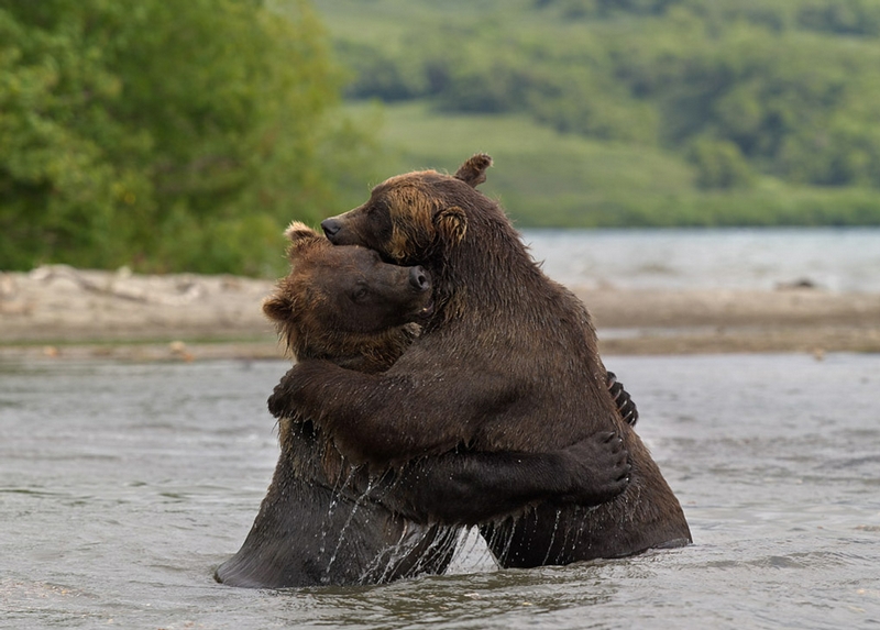 &#91;HOT&#93; Beruang-Beruang Lucu di Danau Kuril Russia