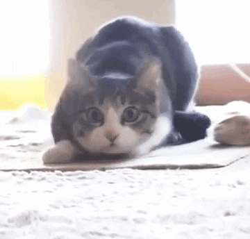 kode-kode-kucing-yang-sering-diabaikan