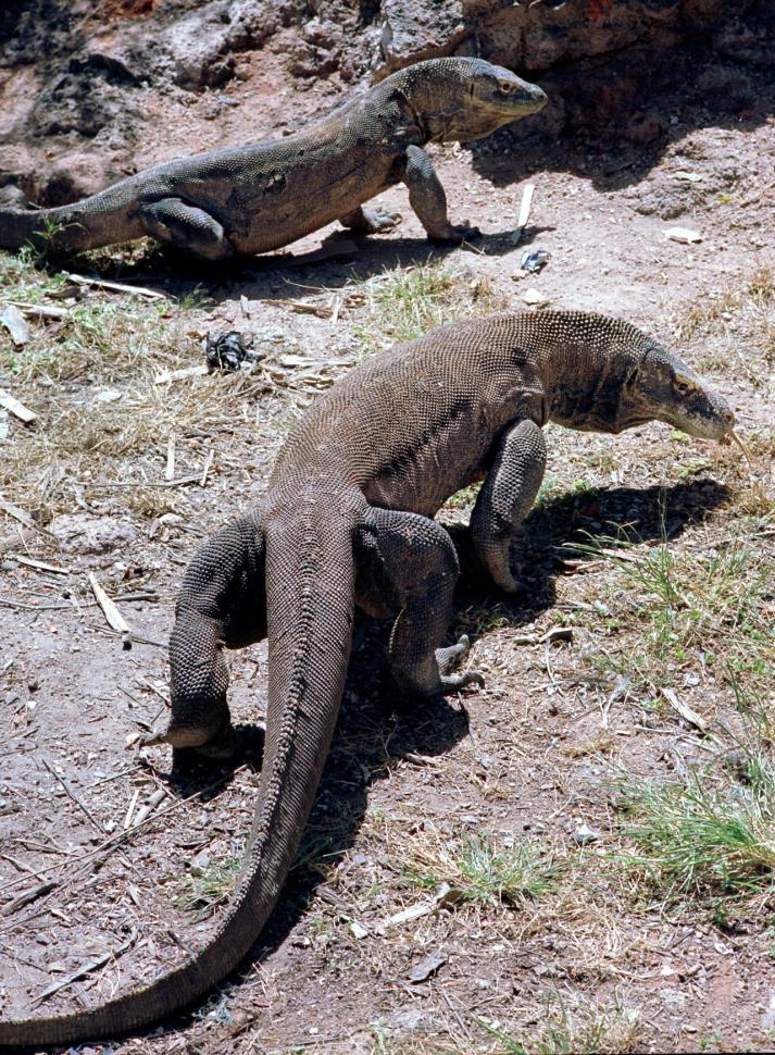 Dirawat di Kebun Binatang, Komodo Ini Lahir Tanpa Dibuahi Pejantan

