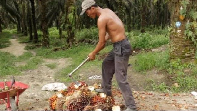  Prabowo Sebut Kelapa Sawit Tanaman Ajaib: Hampir Semua Pemimpin Dunia Minta