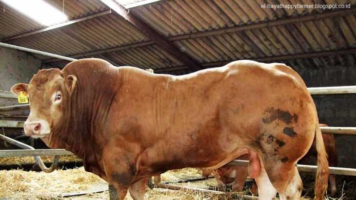 Sahroni Bagikan 22,5 ton Daging Kurban ke Seluruh Penjuru Jakarta