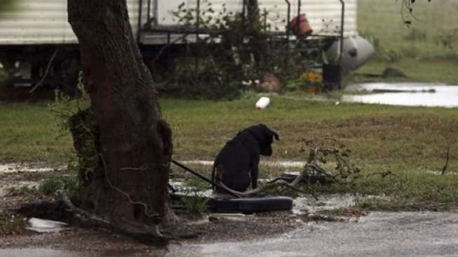 Nasib Anjing-anjing Tak Beruntung di Tengah Badai Harvey