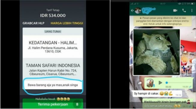 Heboh, Sopir 'Taksi Online' Dapat Order Angkut Anak Singa